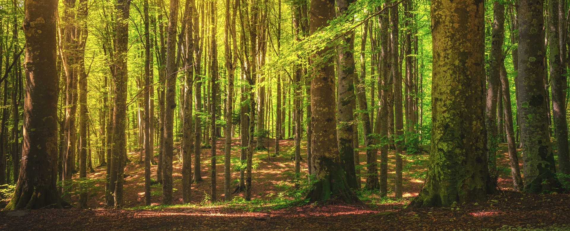 PARCO NAZIONALE DELLE FORESTE CASENTINESI